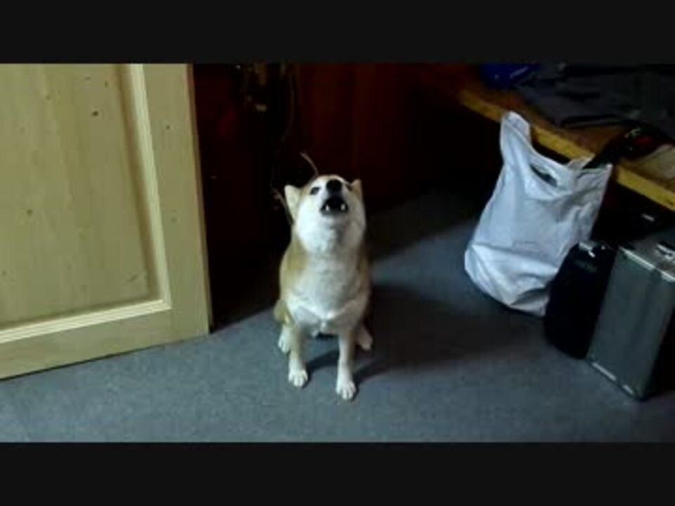 しゃべる柴犬 ニコニコ動画