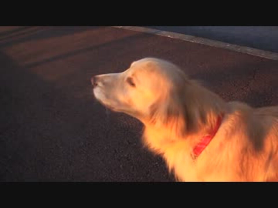 サイレンの音を真似する犬ちゃんが凄い件について ニコニコ動画