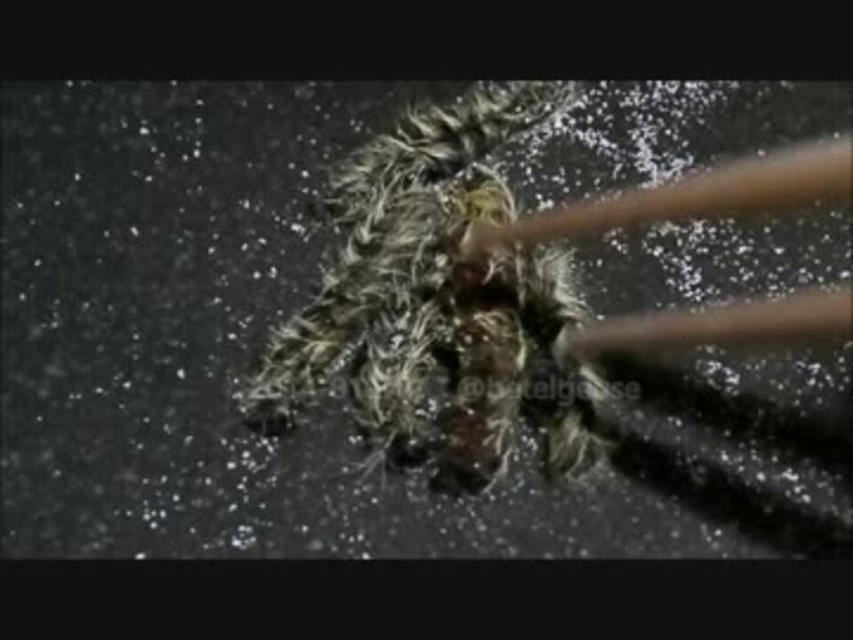 美味い虫 桜毛虫 モンクロシャチホコ幼虫 を塩炒りで食べる ニコニコ動画
