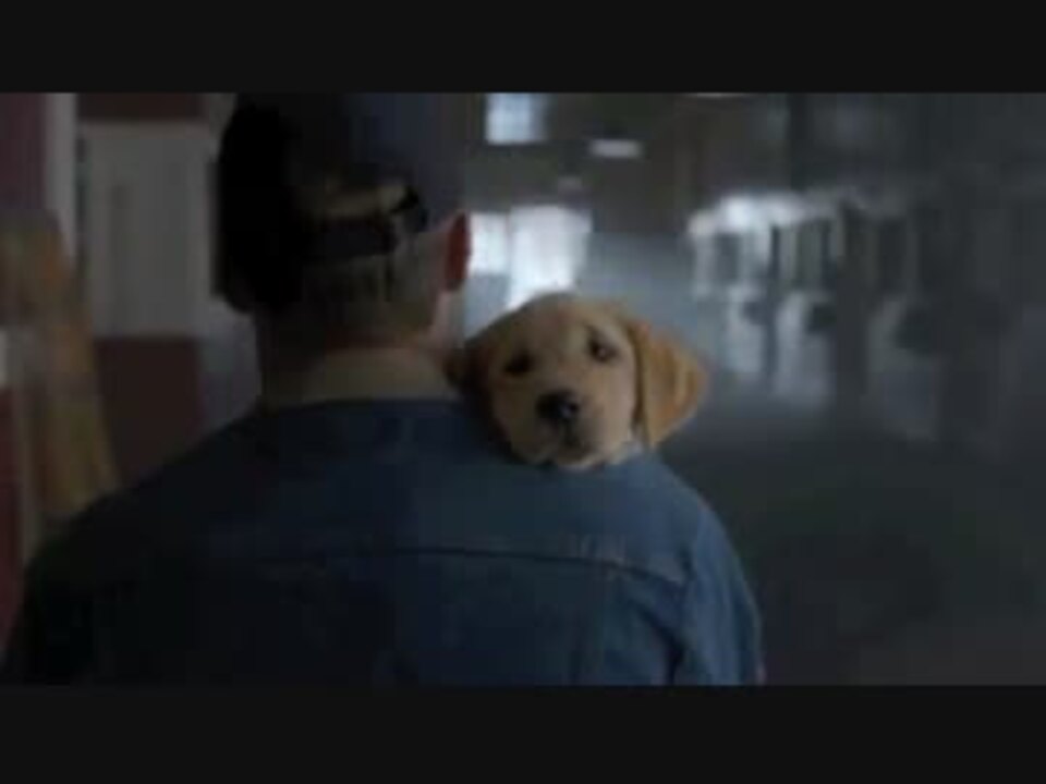 人気の Cm 犬 動画 72本 2 ニコニコ動画
