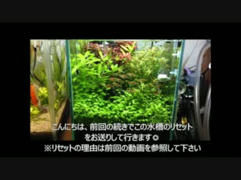 水草水槽立ち上げ ニューラージパールグラスで絨毯を作ろうpart 2 ニコニコ動画