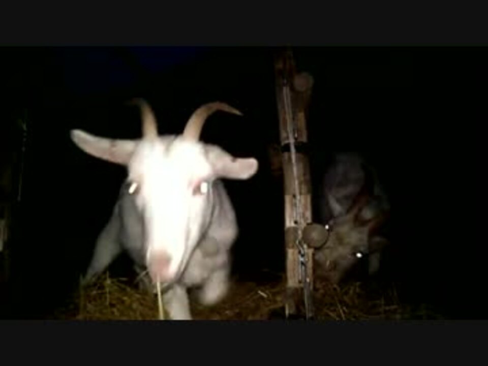 人気の 動物 ヤギ 動画 253本 5 ニコニコ動画