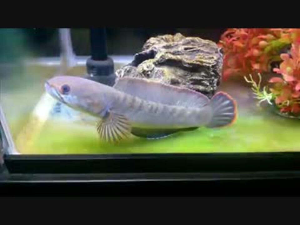 人気の 熱帯魚 水槽 動画 423本 8 ニコニコ動画