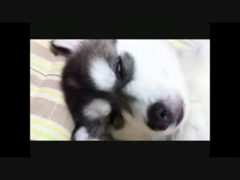 人気の 子犬 シベリアンハスキー 動画 16本 ニコニコ動画