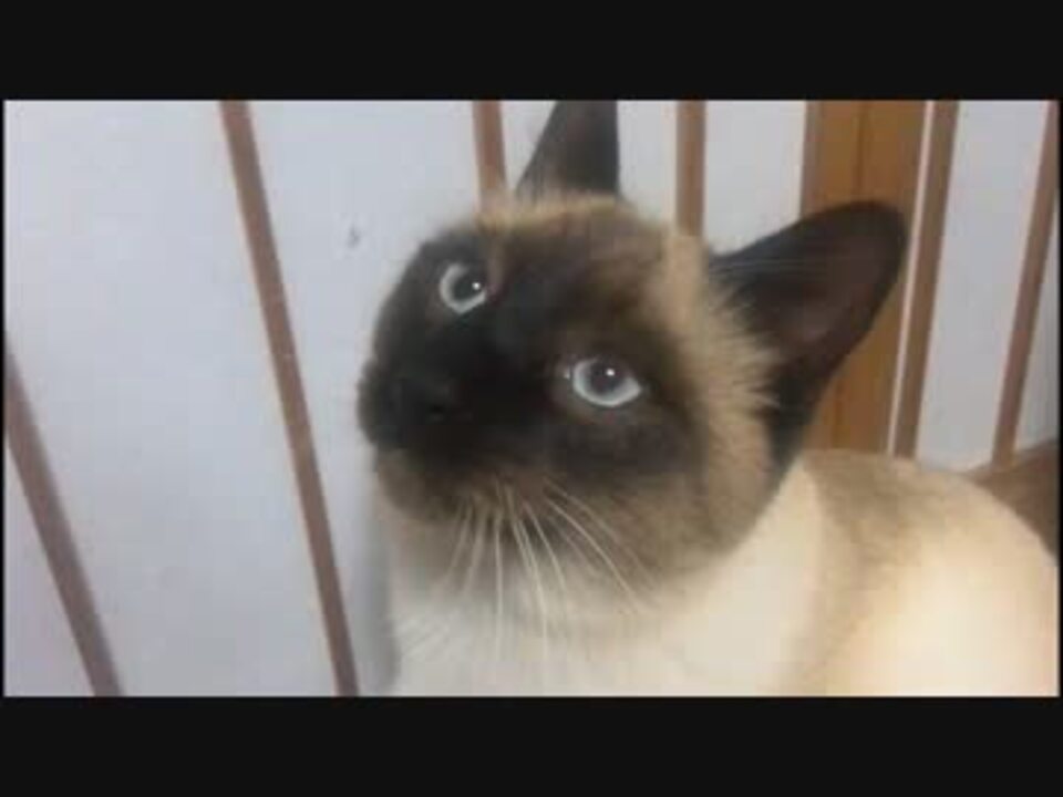 人気の 動物 シャム猫 動画 65本 2 ニコニコ動画