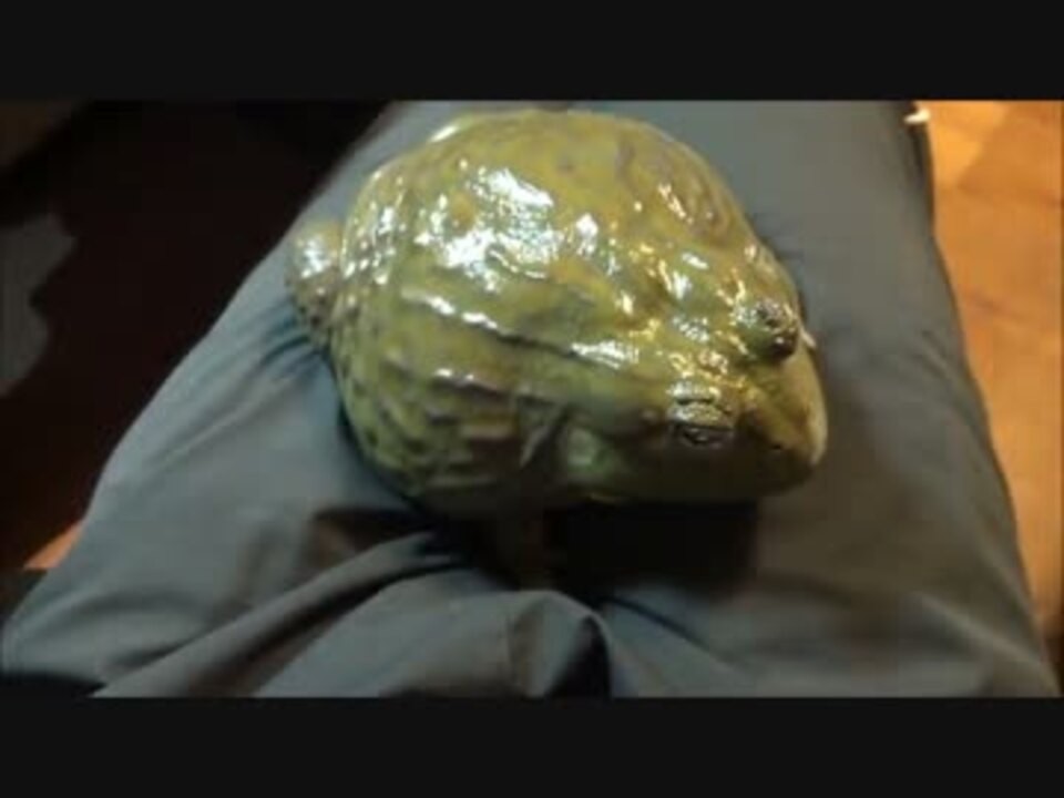 黄金色 のアフリカウシガエル ニコニコ動画