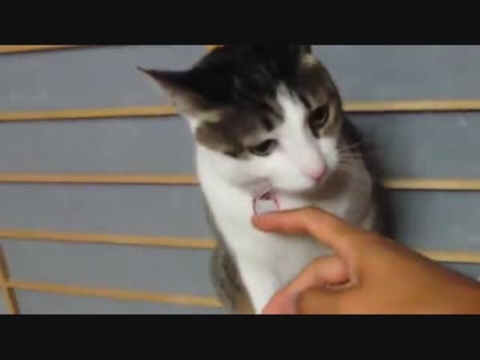 ネコ 家の中のナウシカ ニコニコ動画