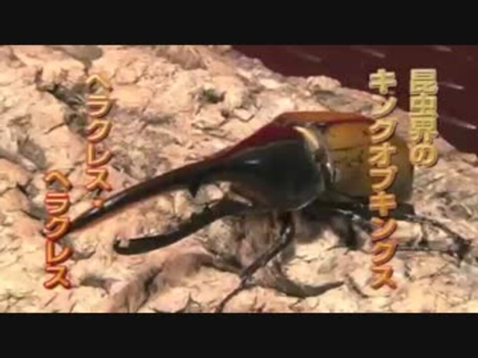 虫皇帝 ヘラクレスオオカブトの戦い ニコニコ動画