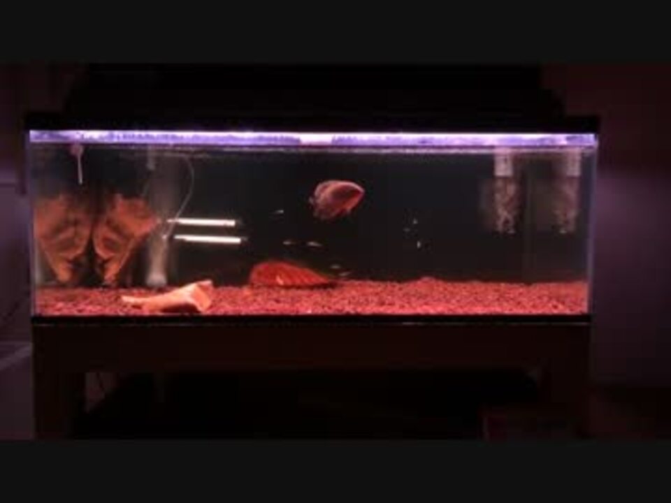 人気の 水槽 熱帯魚 動画 659本 11 ニコニコ動画