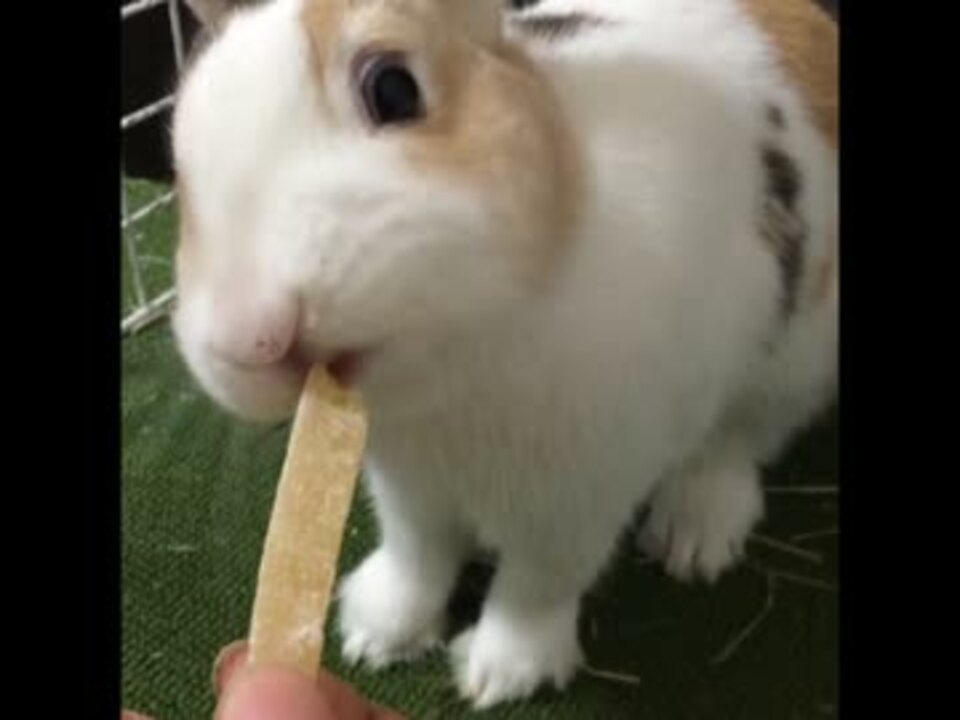 パインのおやつを貪る三毛うさぎ ニコニコ動画