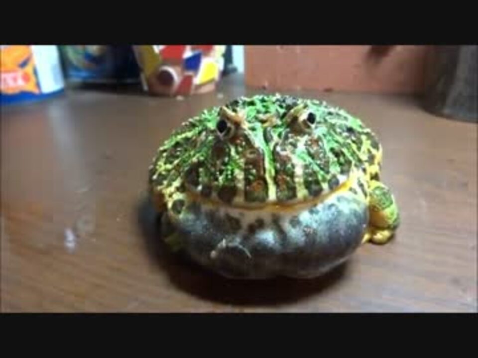 ベルツノガエルの鳴き声 The Cry Of A Ornate Horned Frog Wmv ニコニコ動画