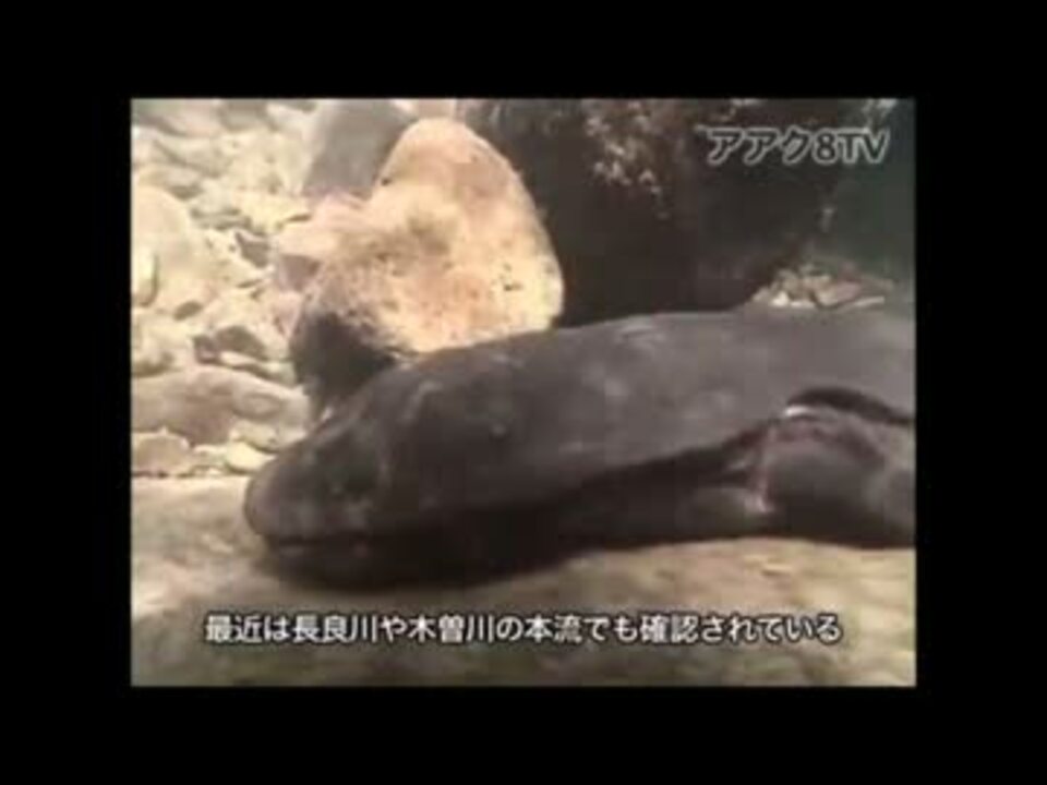 大山椒魚】日本が誇る川の主【オオサンショウウオ】 - ニコニコ動画