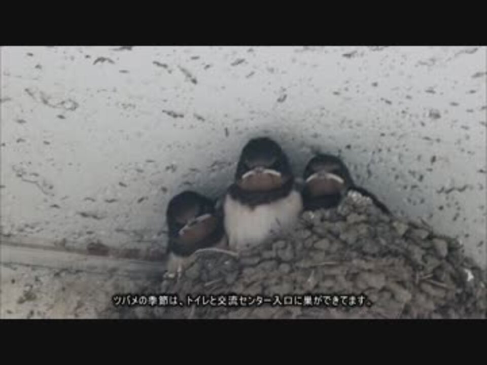 人気の とよとみ 動画 3本 ニコニコ動画