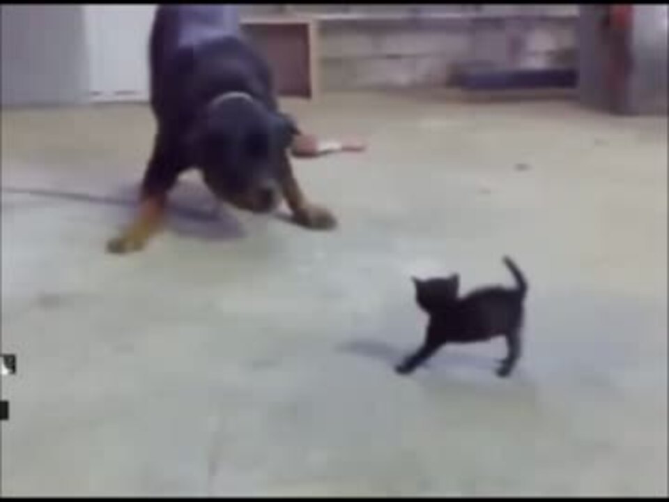 猫vs犬 手加減なしの本気バトル ニコニコ動画