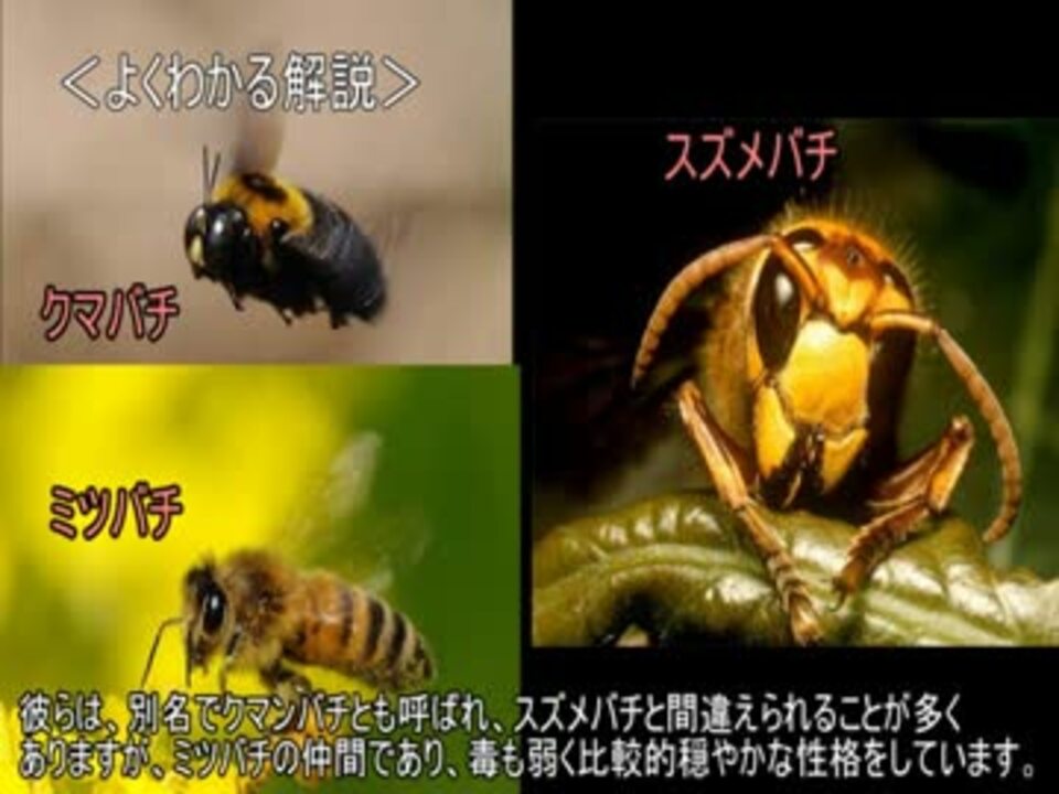 ゆっくり動物雑学 クマバチが飛べる理由は ニコニコ動画