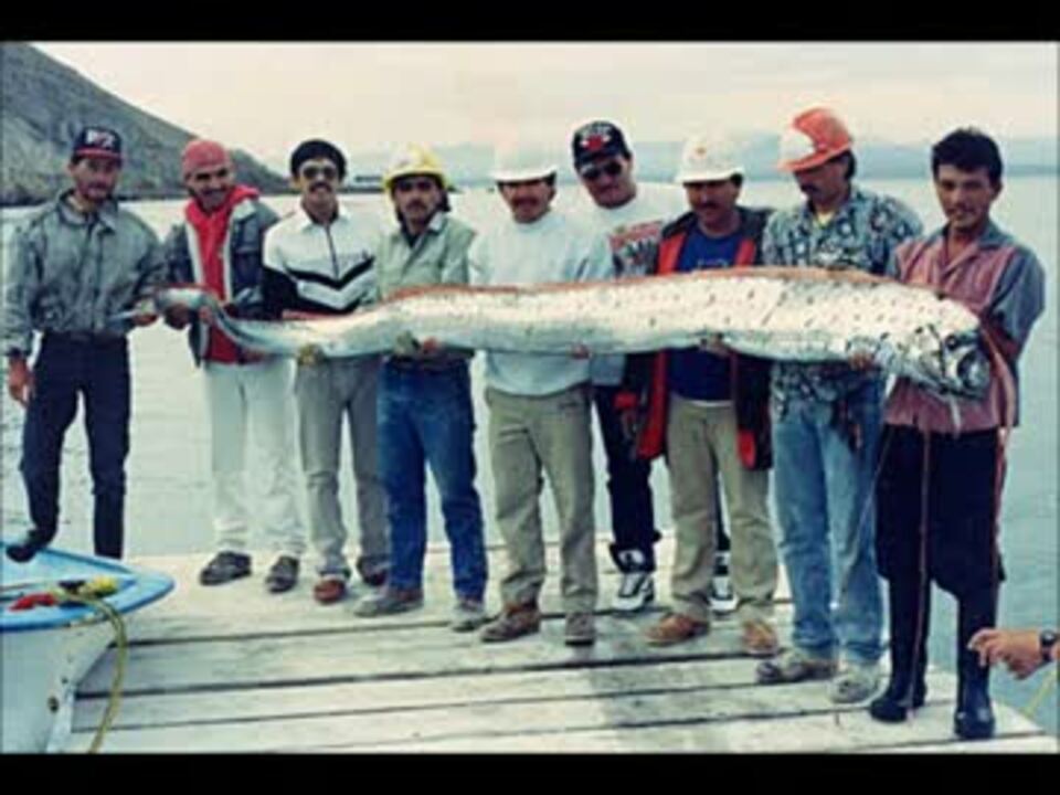 Uma リュウグウノツカイ 画像集 未確認生物 ニコニコ動画