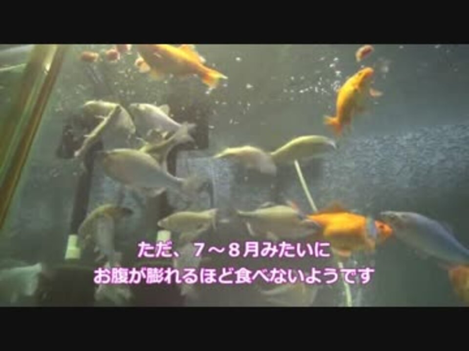 人気の 金魚 アクアリウム 動画 465本 ニコニコ動画