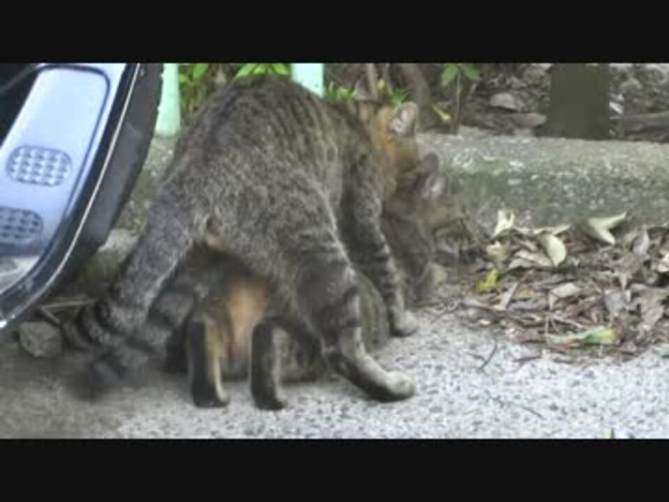 見てて哀しくなる野良猫の交尾 ニコニコ動画