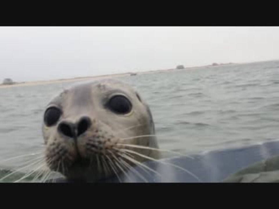 やせいのアザラシがあらわれた ニコニコ動画
