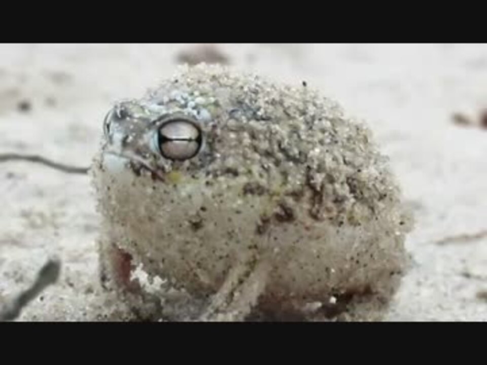 人気の 蛙 動画 393本 11 ニコニコ動画