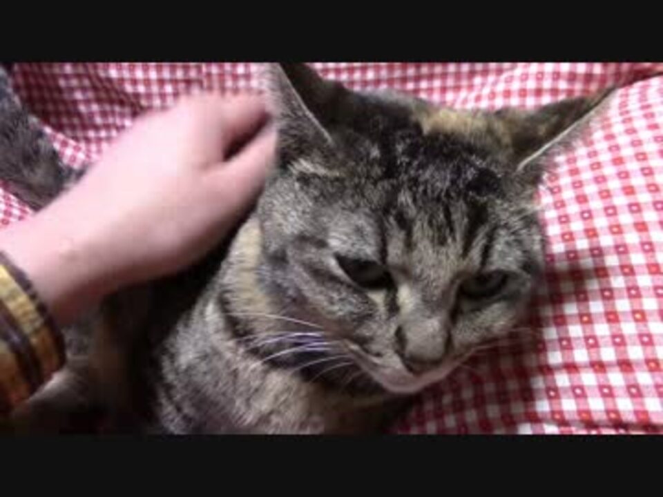 生後0日 榛名の出産 蒼民家の猫々 ニコニコ動画