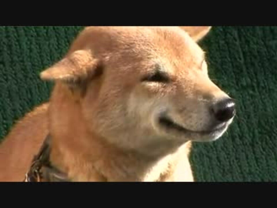 ニッコリ笑う犬 ちいちゃん かわええ ニコニコ動画