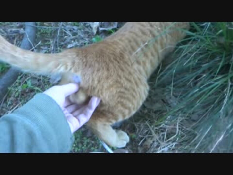 閲覧超注意 野良猫のwをモフってたら大変な事になった ニコニコ動画