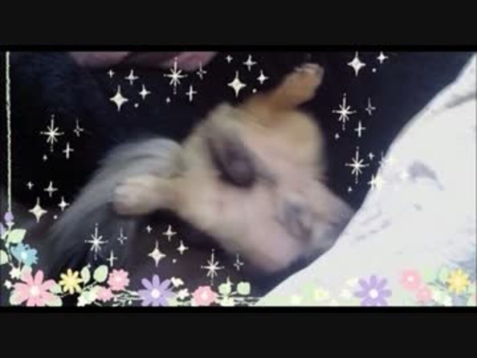 洲崎西 西ちゃんがチンひゃーやタひゃーを ニコニコ動画