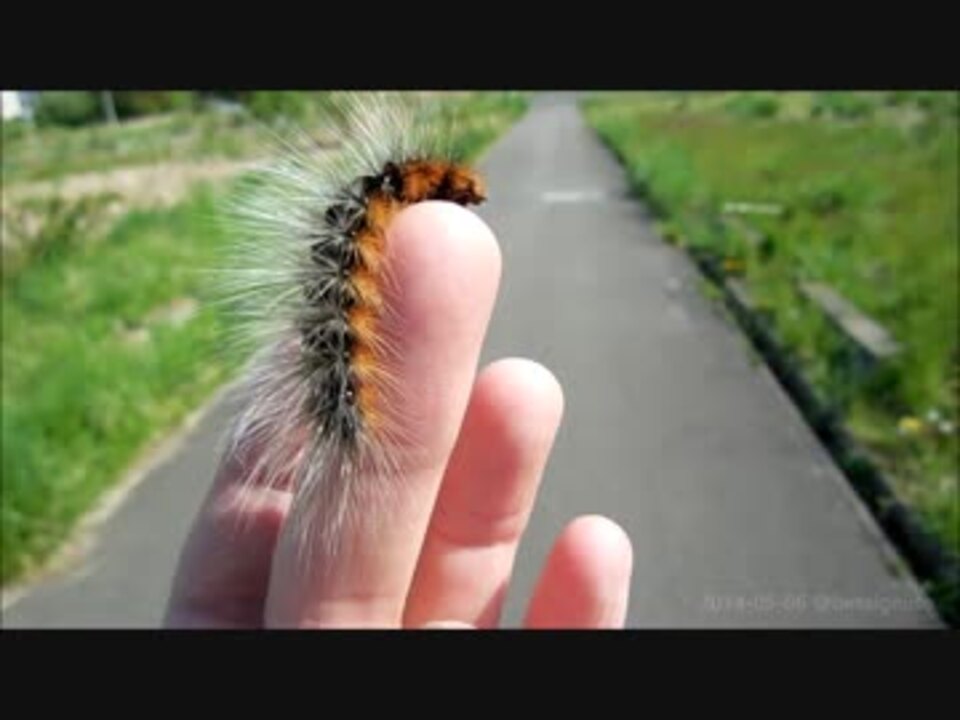 ヒトリガ幼虫を使って 片手で虫ハンドリング ニコニコ動画