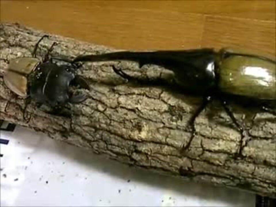 人気の クワガタ カブトムシ 動画 121本 3 ニコニコ動画