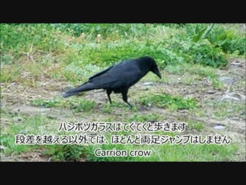 ハシブトガラスとハシボソガラス カラスの歩きかたの違い ニコニコ動画