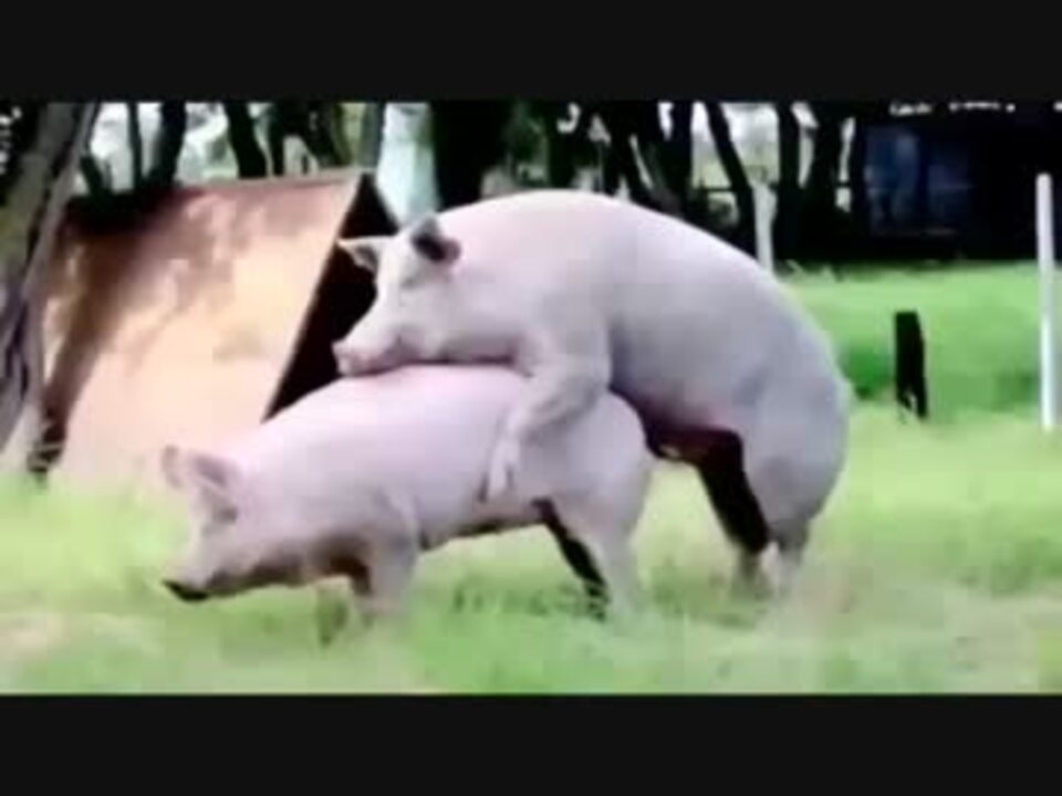 豚の交尾 ニコニコ動画