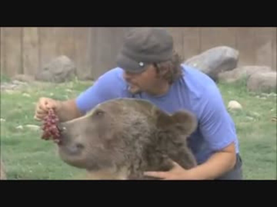 一人の男性が熊に食べられる映像.mp4 - ニコニコ動画