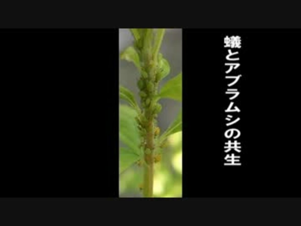 蟻とアブラムシの共生 ニコニコ動画