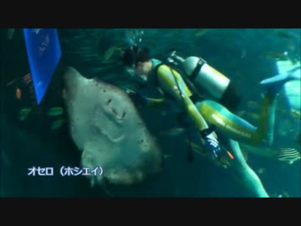 魚と友達 新江ノ島水族館 うおゴコロ ニコニコ動画