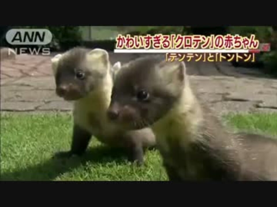 人気の 絶滅危惧種 動画 453本 7 ニコニコ動画