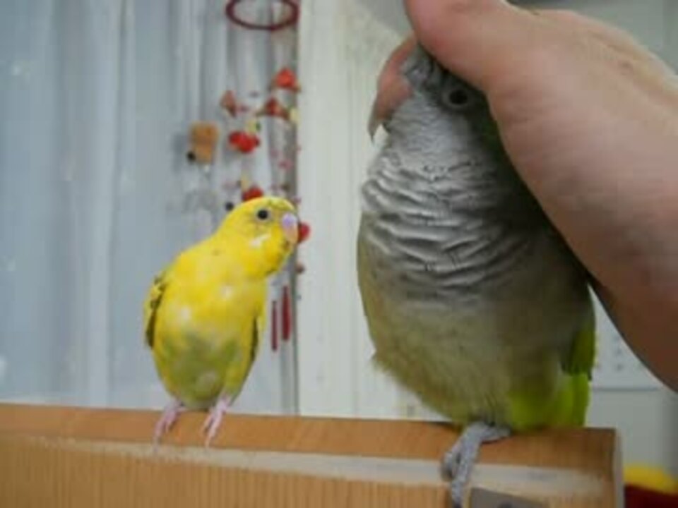 オキナインコが気になって仕方が無いセキセイインコ ニコニコ動画