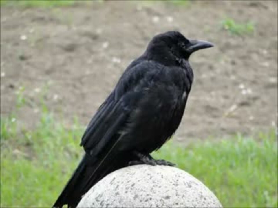 カラスの行水 ニコニコ動画