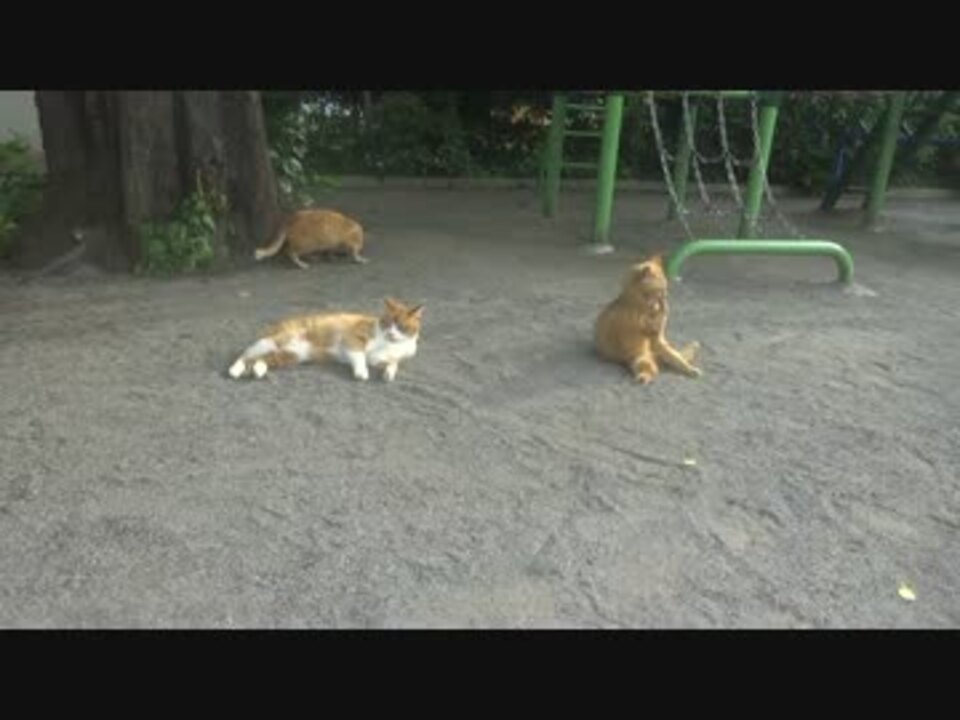 妖艶な熟女猫の誘惑に若猫たちの股間のベルゼブブが遂に爆発する - ニコニコ動画