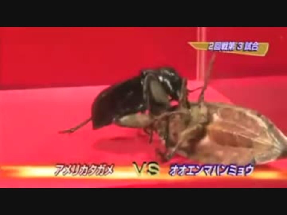 虫皇帝 タガメの戦い その１ ニコニコ動画