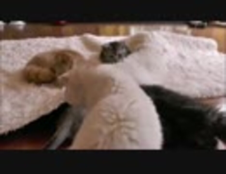 猫カフェ 自由が丘ねこカフェクラブ 店内の様子 ニコニコ動画