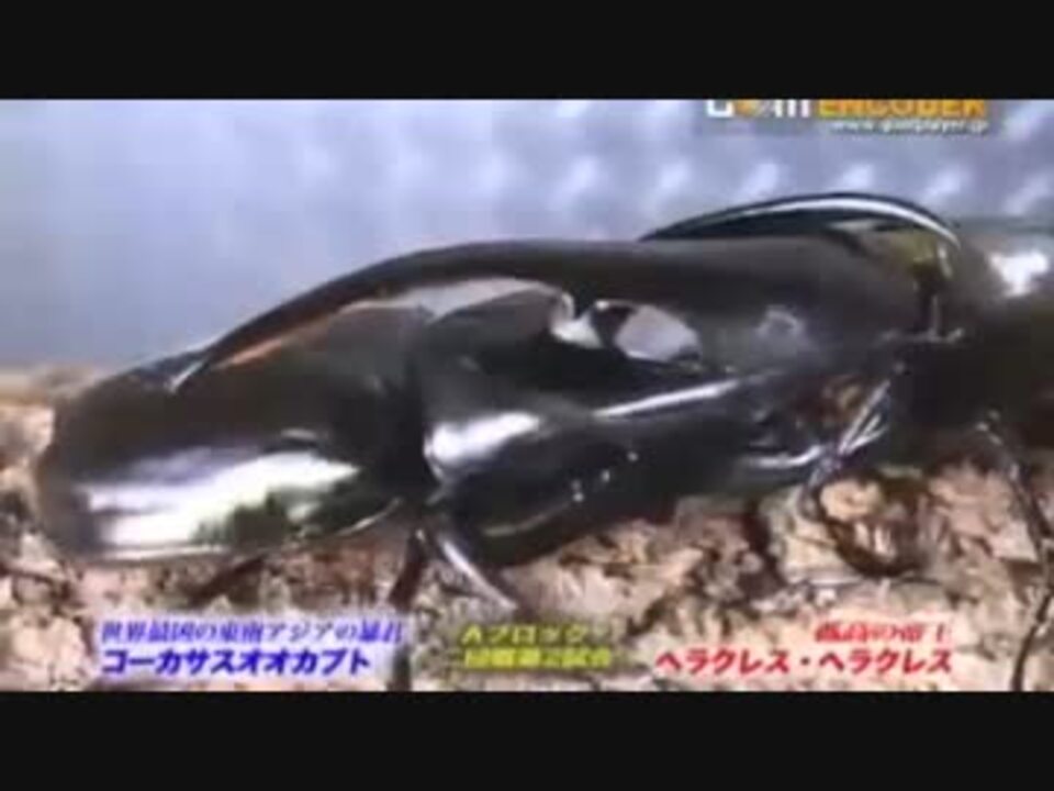 虫皇帝 カブトクワガタの戦い その１