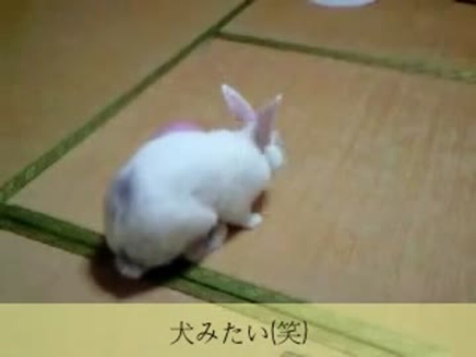 人気の 動物 うさぎ 動画 4 275本 14 ニコニコ動画