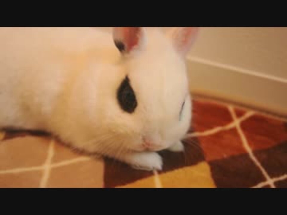 寝転ぶうさぎ ニコニコ動画