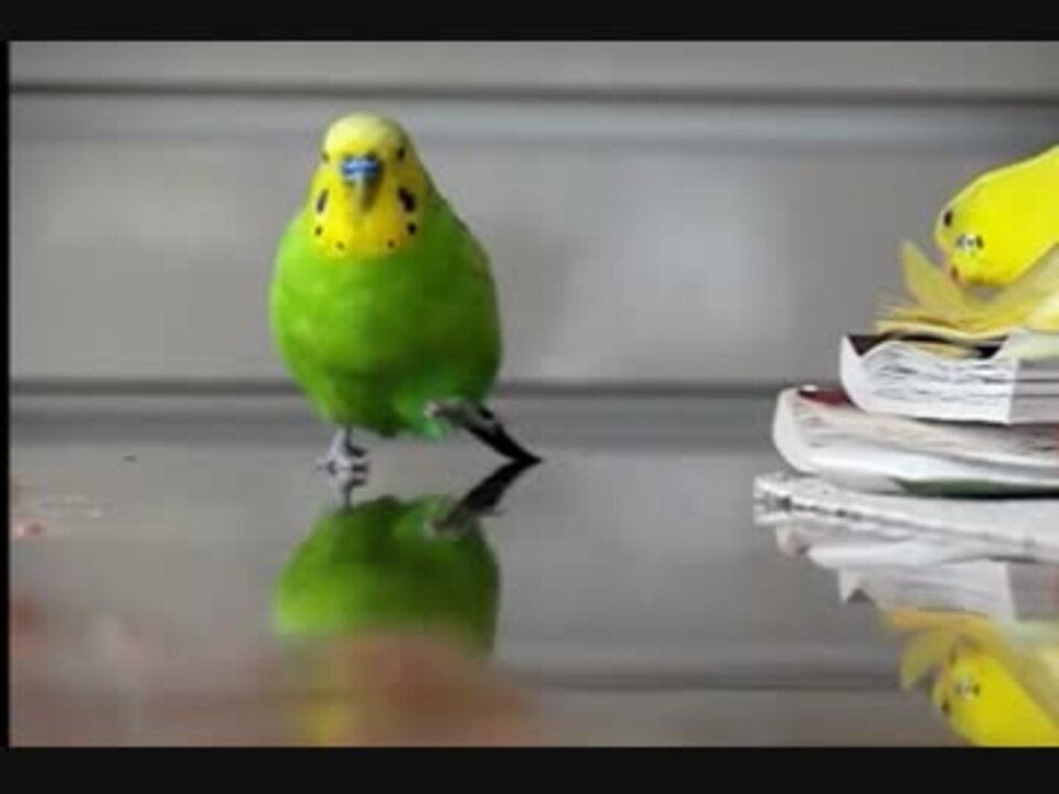 走るインコ スローモーション ニコニコ動画