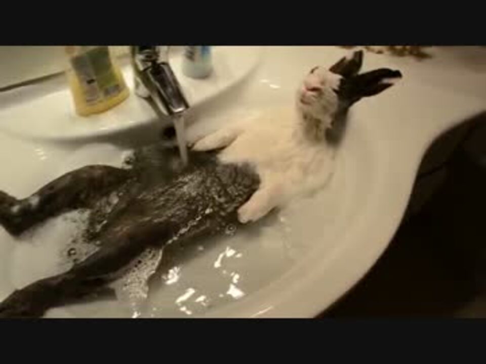 お風呂に入るうさぎ ニコニコ動画