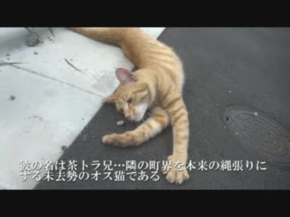 W 人懐こいオス茶トラ猫と散歩をしてみた ニコニコ動画