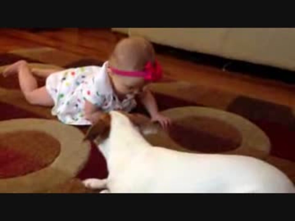 匍匐前進を赤ちゃんに厳しく指導する犬 ニコニコ動画