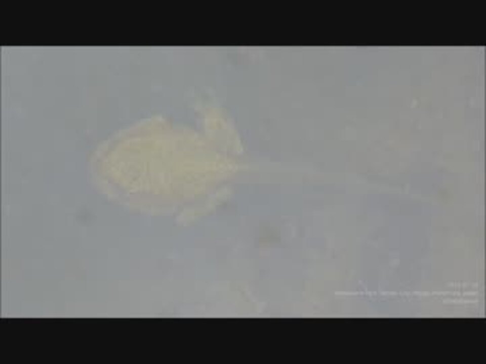 人気の おたまじゃくし 動画 113本 2 ニコニコ動画