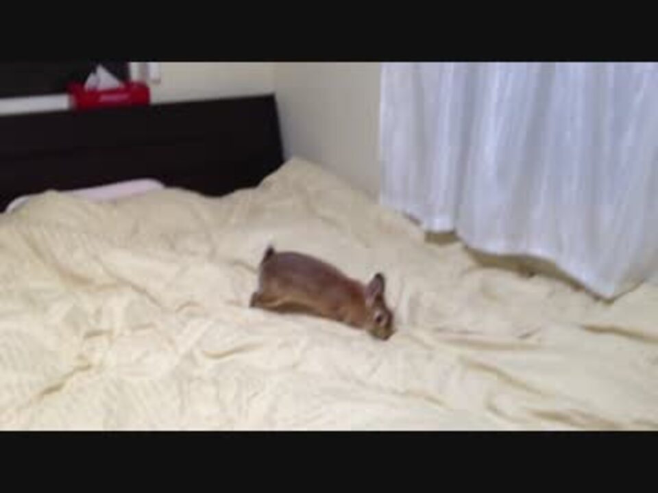 布団のシワを必死に伸ばすウサギ コルック ニコニコ動画